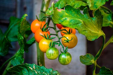 tomater i drivhus sungold tomater i drivhus sungold